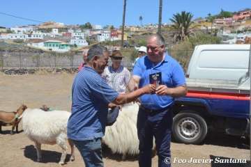 Muestra de ganado de las fiestas del patrono de Telde (Foto  Francisco Javier Santana)